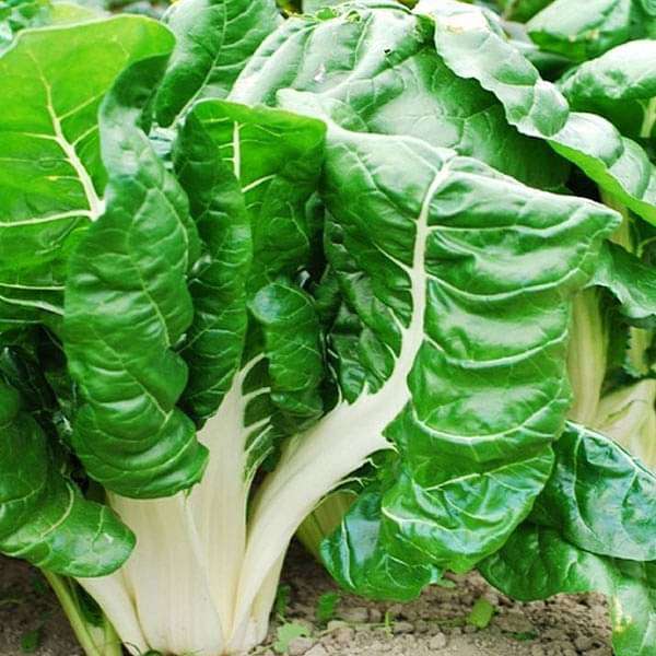 Swiss Chard Vegetable Seeds